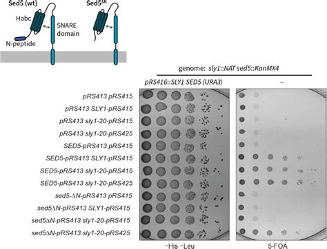 Golgi SM Protein Sly1 Promotes Productive Trans SNARE Complex Assembly