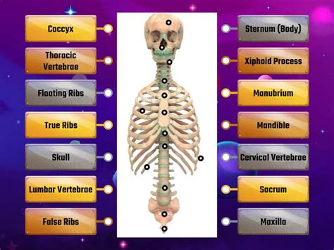 Axial Skeleton - Anterior - Labelled diagram