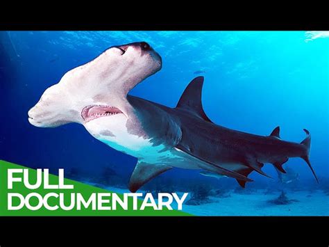 Shark Documentary: Exploring the Fascinating World of Sharks | SchoolTube