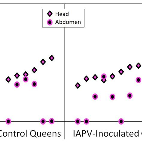 Iapv Infection Of The Experimental Queens After The Conclusion Of The