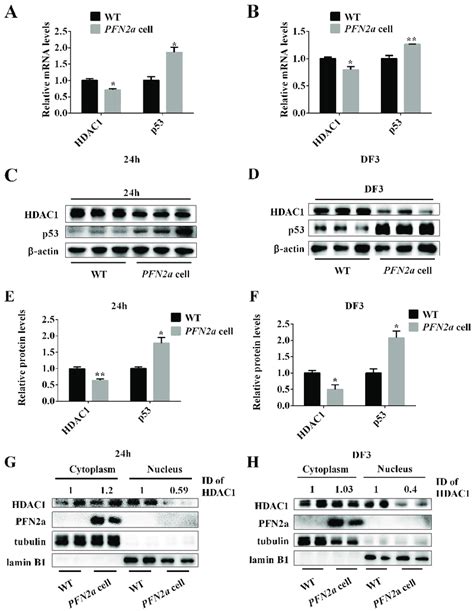 Pfn2a Overexpression Downregulated The Content Of Hdac1 In The Nucleus