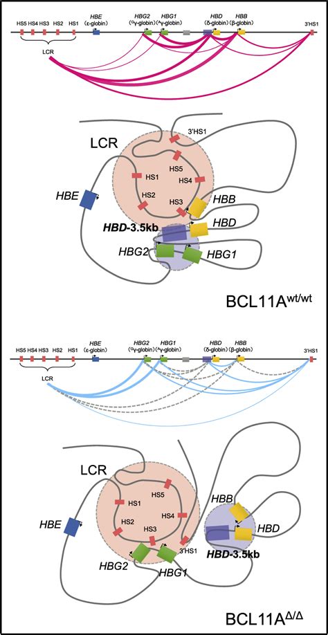 Of Mice And Men From Hematopoiesis In Mouse Models To Curative Gene