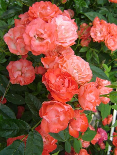 Margo Foster Polyantha Climber Rose Salmon Pink No Fragrance