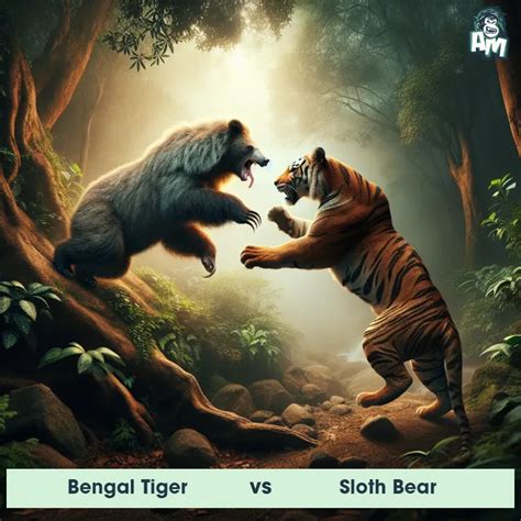 Bengal Tiger vs Sloth Bear: See Who Wins | Animal Matchup