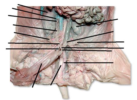 Biol L Female Fetal Pig Diagram Quizlet