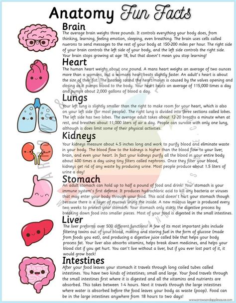 Anatomy Activities For Kids