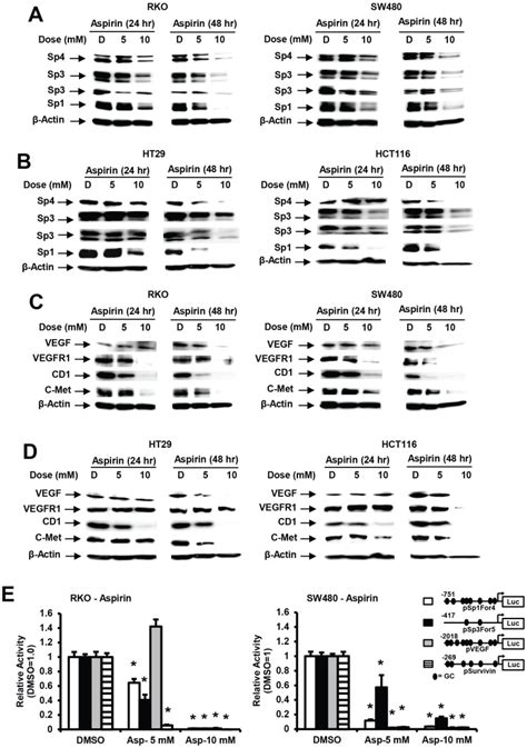 Downregulation Of Sp Proteins In Rko And Sw480 A And Ht29 And Hct116