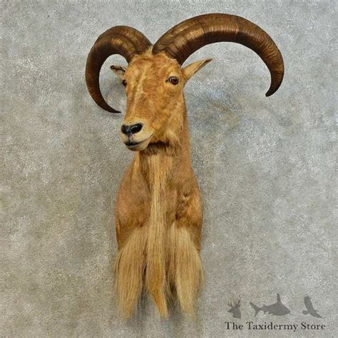 North American Aoudad Shoulder Mount For Sale #16522 - The Taxidermy Store