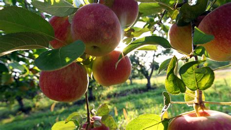 Michigan Apples Crop Expected To Be Above Average