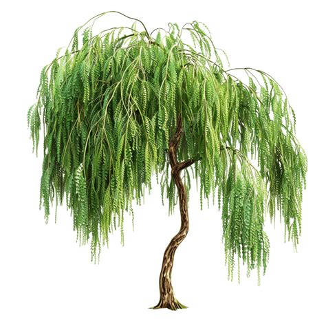 The Willow Trees Clipart, The Willow, Trees Clipart, Willow PNG