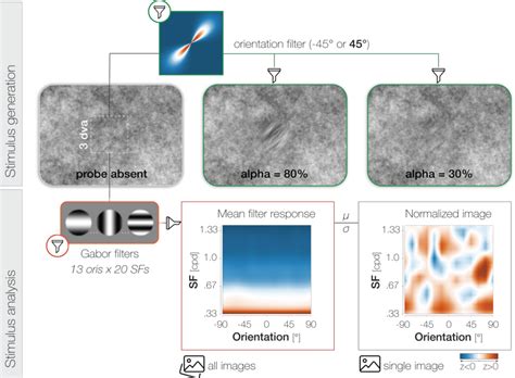 Stimulus Generation Top And Analysis Bottom To Generate Probe And Download Scientific