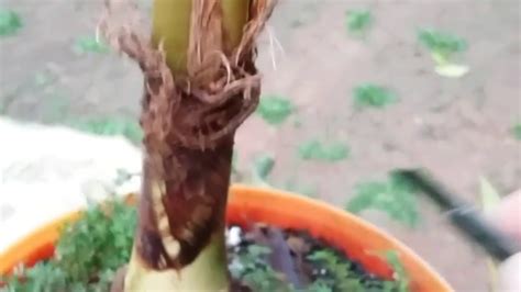 Membuat Bonsai Kelapa Cara Sayat Youtube