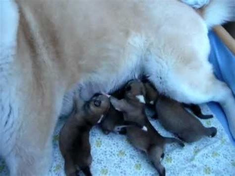 Akita Inu Babys Puppies Tag Youtube