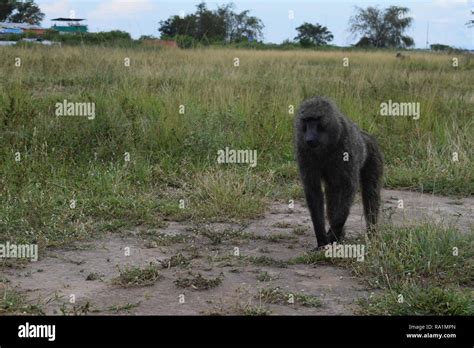 United Nations Peacekeeping Stock Photo - Alamy