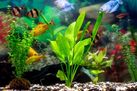 18 Live Aquarium Plants You And Your Fish Will Love