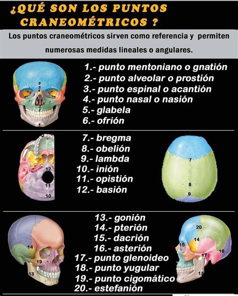 Dr albertomeza Puntos craneométricos