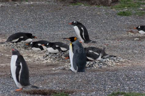 Penguins in Argentina. stock image. Image of beach, penguins - 112468847