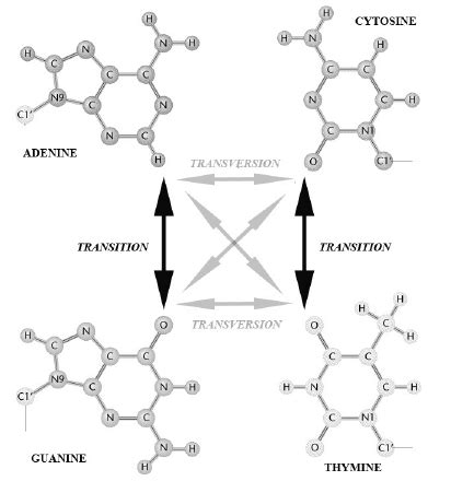 transition  transversion mutations dna substitution mutations