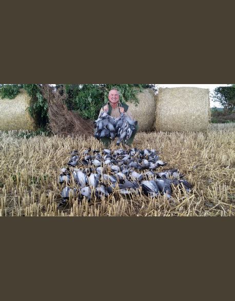 S Jour De Chasse Aux Pigeons Ramiers En Ecosse Perthshire