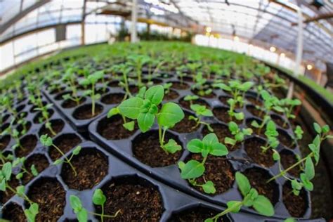 Plantines Cronograma De Entrega Para Productores Inscriptos En El