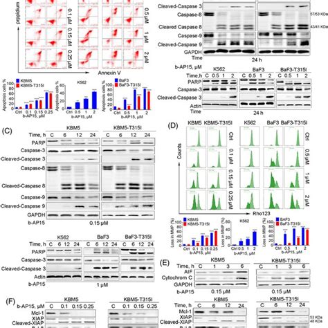 BAP15 Induces Cell Apoptosis In BCRABLWT And BCRABLT315I CML Cells