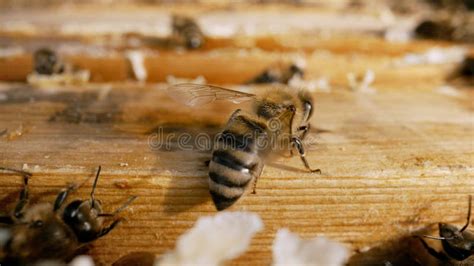 Bees Inside The Beehive Honeycomb Close Up Bee Colony In Hive Macro