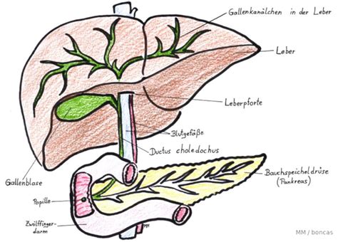 Galle Und Gallenblase Anatomie Und Funktion Navigator Medizin