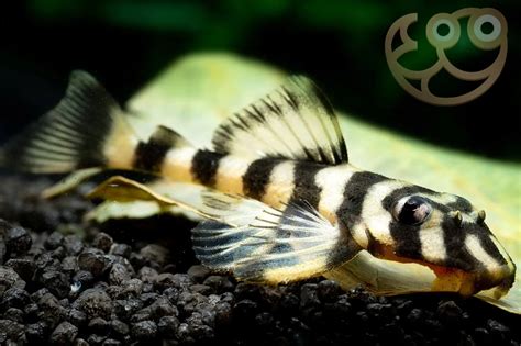 Butterfly Plecostomus L168 Dekeyseria Brachyura Fish Profile And Care Guide