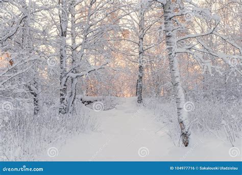 Winter Forest Landscape Beautiful Winter Morning In A Snow Covered