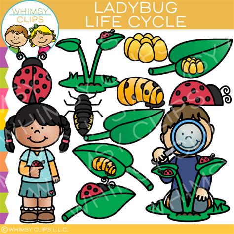 Ladybug Life Cycle Clip Art – Whimsy Clips