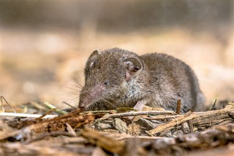 Shrew facts - Protect the Wild