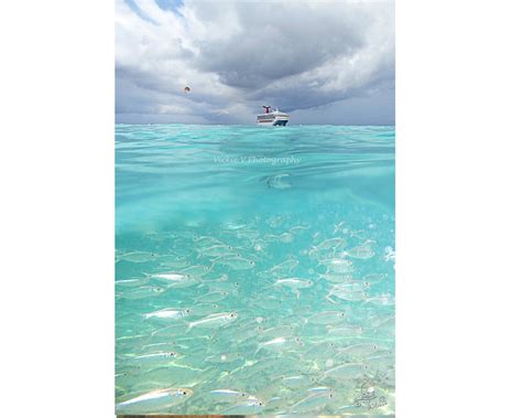 Half Moon Cay Bahamas Snorkeling Cruise Ship 8x12 Fine Art Photography ...