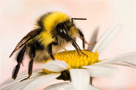 Bumblebee honey: do bumblebees make honey? - Plantura