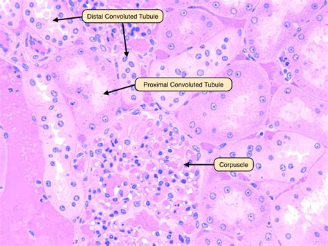 Biology40a Week 3 Urinary System Histology