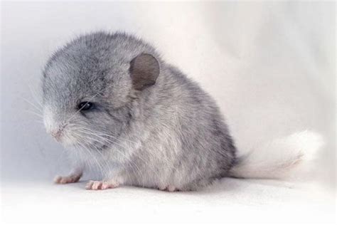 Baby Chinchilla: Care, Needs, Size, And Pictures