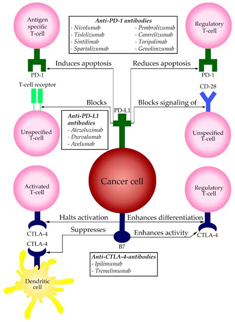 Pharmaceuticals Free Full Text Immune Checkpoint Inhibitors In Hepatocellular Carcinoma An