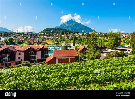 Beauty vineyards in Spiez town of Bern canton in Switzerland Stock Photo - Alamy