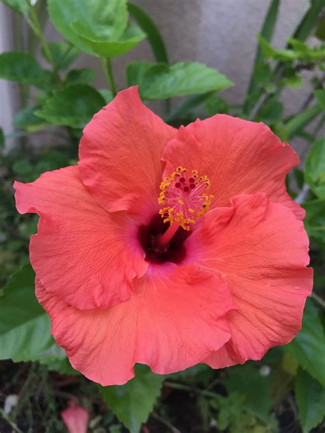 Hibiscus Beautiful Flowers Amazing Flowers Pretty Flowers