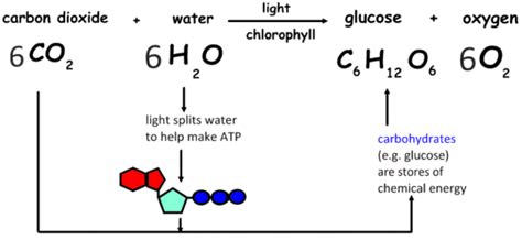 Unique Chemical Equation For Photosynthesis Ocr Past Papers Physics Gcse