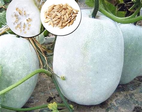 250 Indian Ash Gourd Wax Gourd White Winter Melon Seeds For Planting