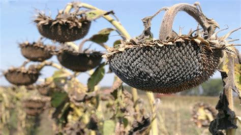 Sunflower Harvesting Machine How To Harvest And Processing Sunflower