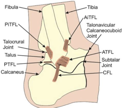 Unit 1 Sec 2 Gait Flashcards Quizlet