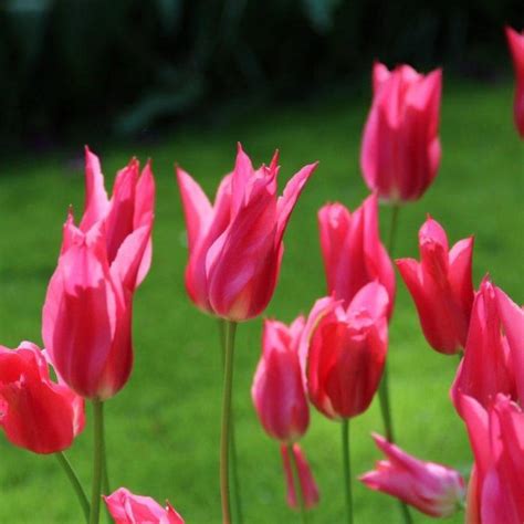 Tulipa Mariette Buy Plants At Coolplants