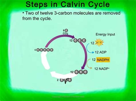 Chapter 6 - Photosynthesis | PPT