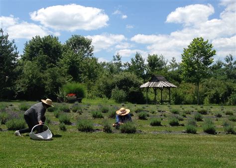 Willowfield Lavender Farm