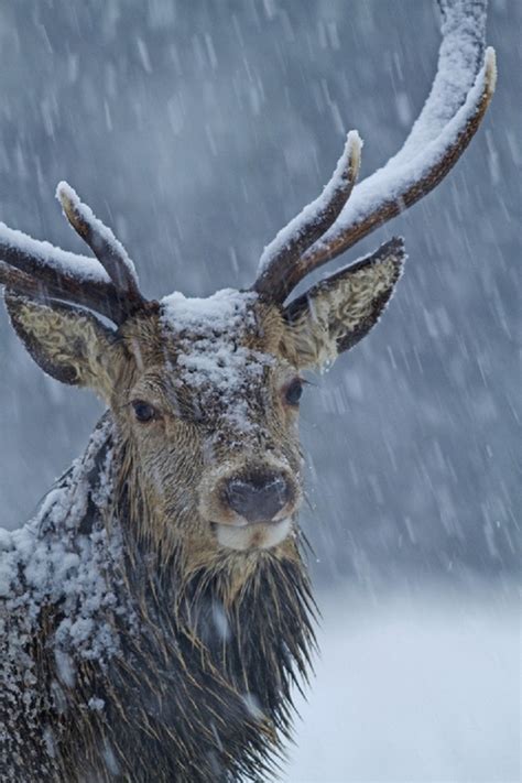 Beautiful Wildlife Photography In The Winter