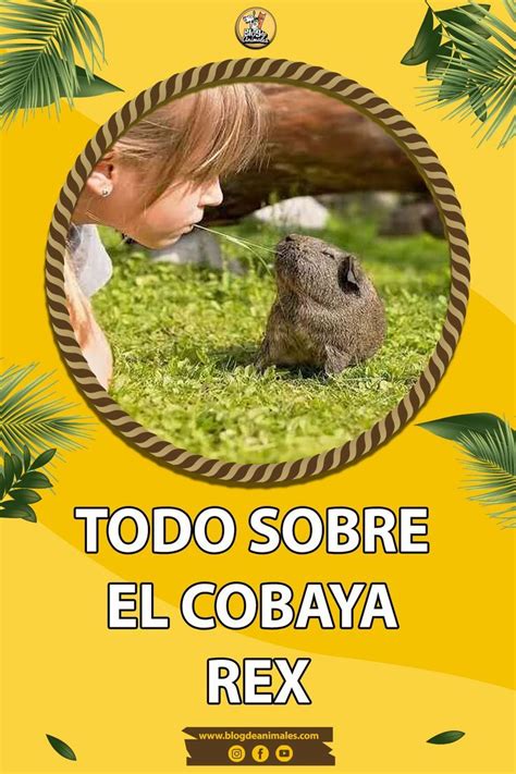 Cobaya Rex Caracter Sticas Cuidados Alimentaci N Y Todo Lo Que Debes