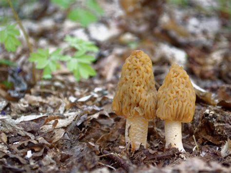 Bio Pilzbrut für Holz Pilze im Garten züchten