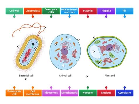 how to know if a cell is eukaryotic or prokaryotic