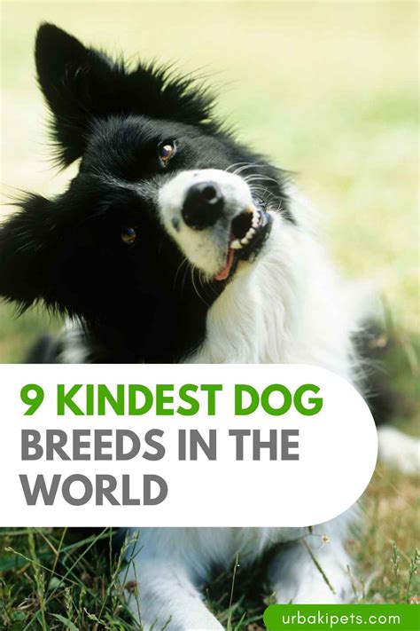 9 Kindest Dog Breeds In The World Urbaki Pets